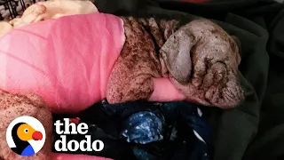 Abandoned Hairless Puppy Transforms Into The Most Gorgeous Pittie | The Dodo Faith = Restored