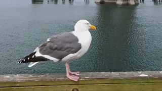 seagull rogue brewery south yaquina bay newport oregon