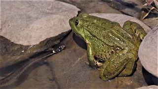 Kleine Schlange begegnet grossem Frosch / Small snake meets big frog