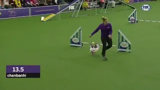 SHREK RUNS IN A DOG RACE