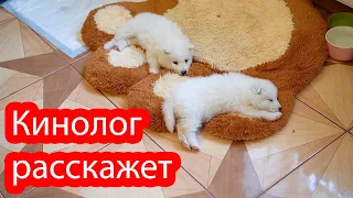 VLOG К нам приехала кинолог