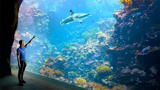 Dutch Aquarium - #3 Largest Aquarium in The World!! - (Private Tour)