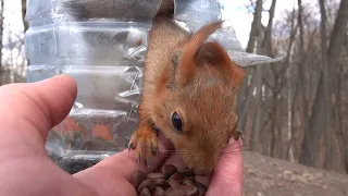 Ветер и незнакомая милая белка / The wind and an unfamiliar cute squirrel