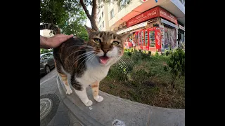 homeless cat sounds like my grandma.