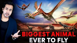 What Happened with the BIGGEST ANIMAL to Ever FLY?