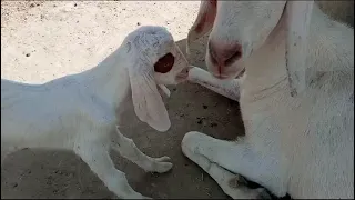 beautiful goat baby😎😍😎😍