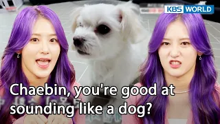 She sounds just like a dog!! [Dogs are incredible : EP.151-2] | KBS WORLD TV 221213