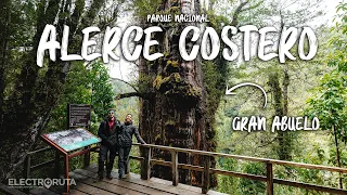 El Árbol Más Viejo del MUNDO esta en Chile | El Alerce Milenario | Parques Nacionales de Chile 23/46