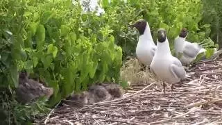 Птичья колония. Чайка речная, Крячка речная, Кулик малый зуёк, Чайка хохотунья