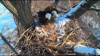 Decorah Eagles Dad With Prey And Breakfast Squabble 1/27/16