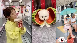 the best tik tiktok small baby dog🐶funny video tik tok dog🐕👌cute puppies tik tok video fun