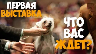 Первая выставка вашей собаки. Что вас ждет?