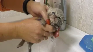 First bath and Feeding a weak street kitten - Whole story