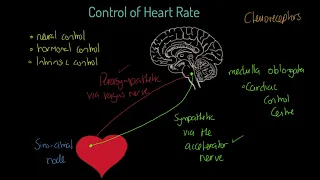 OCR A-level PE: Control of Heart Rate