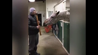 Horse's reaction when his caretaker (Gadite) plays the flute