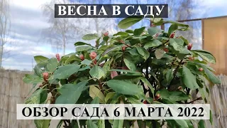 ОБЗОР САДА весна в саду 6 марта 2022 ЮЖНЫЙ САД Весенняя прогулка по саду