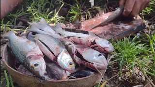 PESCA DE TAINHAS NOS IGARAPÉS DE MANGUE SÊCO. RAPOSA MARANHÃO.