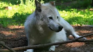 Wolf Facts for Kids