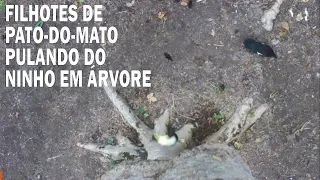 Filhotes de Pato-do-Mato pulando do ninho em árvore | Instituto Arara Azul