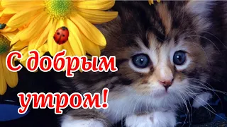 С Добрым Утром! 🌺Душа От Счастья Пусть Всегда Поёт!🌺Сергей Чекалин!  Музыкальная Открытка Пожелание!