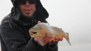 Fly Fishing - Cutthroat And Brown Trout Wyoming (Part 1)