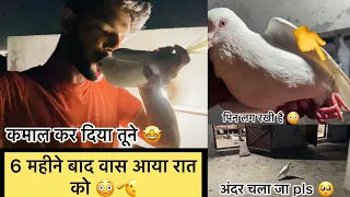 पीन से बंधा हुआ कबूतर पकड़ा 😧😱 !! Pigeon Catched With Safety Pin🧷 📌