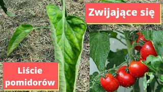 Jeśli liście pomidorów się zwijają