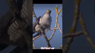 Bird Sound ~Cuculus Canorus For Relax & Joy