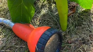 Weniger gießen & fast kein Unkraut mehr mit diesem Tipp💦❌🌱