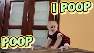 Baby Monkey SUGAR Accidentally Poops while Playing So Funny