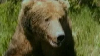 Hiker Photographs Grizzly Bear Just Before Deadly Attack