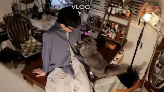 Daily Vlog of Cats and Housewives 🏠 🐈 | Korean Vlog