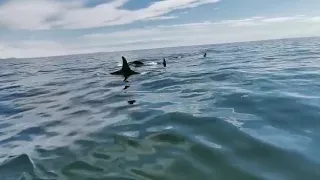 Встреча с касатками на Камчатке.