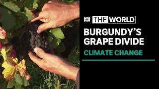 Climate change threatens grapes of Burgundy wine region | The World