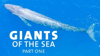 How Did Blue Whales Get So Big?