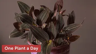 Ludisia discolor (Jewel Orchid) Houseplant Care — 217 of 365