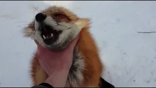 Alice the fox. A cunning attempt to bite.