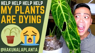 MY PLANTS ARE DYING HELP 😭 | I'm Struggling | Queen Anthurium, Philodendron, Hoya & MORE