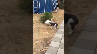 Neighbor’s cat attacks my rabbit!!!