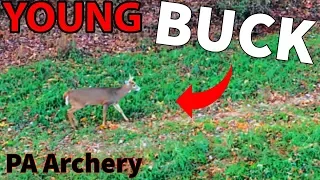 Young Buck Came in CLOSE | PA Archery Hunting