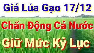 Giá lúa gạo hôm nay 17/12/2020 - thị trường lúa gạo mới nhất - thị trường hôm nay - Taiwan Thuy An