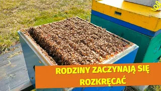 Rozwój rodzin pszczelich przyśpiesza. Pierwszy wiosenny pyłek.