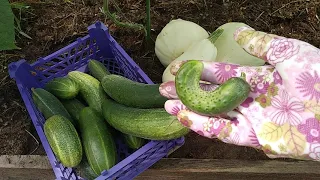 Скручиваются огурчики! Рассказываю, чем подкормить чтобы они не скручивались