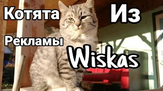 Котята из рекламы #wiskas.