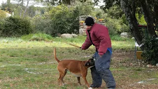 Boxer in French Ring