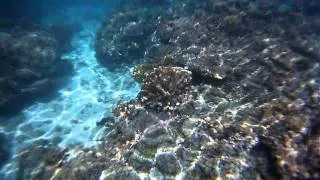 Snorkeling at Lifou, New Caledonia (HD underwater cam)