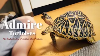 Admire Tortoise. "The Daily Routine of Indian Star Tortoises"