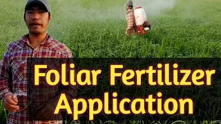 How to apply foliar fertilizer