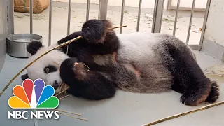 Sick Panda Creates Rare Chance For Cooperation Between Taiwan And China