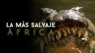 África más salvaje - Virungas: Tierra de Hielo y Fuego - S1 E6